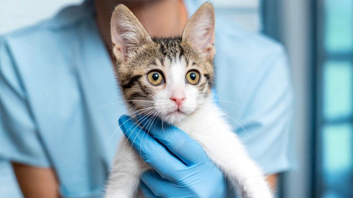 Tierärztin hält Katze in den Händen